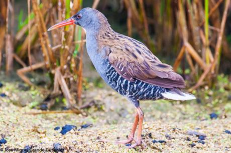 Rascón europeo (Rallus aquaticus)-Water rail-Uroilanda handia-Rascló