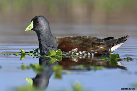 Gorchs (4 de octubre de 2015)