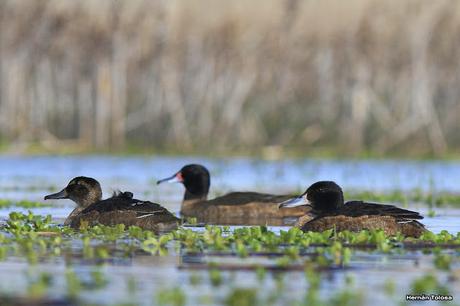 Gorchs (4 de octubre de 2015)
