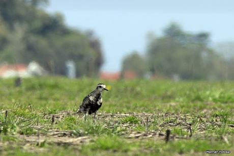 Gorchs (4 de octubre de 2015)
