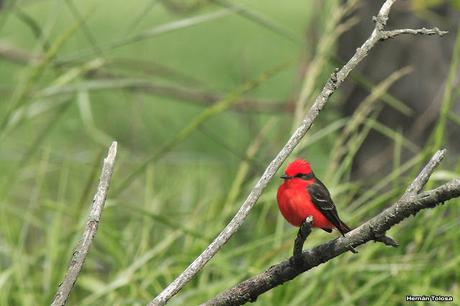 Gorchs (4 de octubre de 2015)