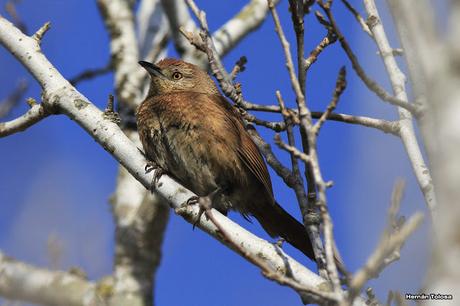 Gorchs (4 de octubre de 2015)