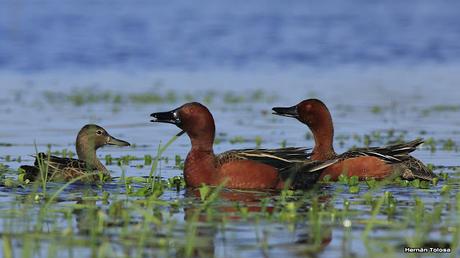 Gorchs (4 de octubre de 2015)