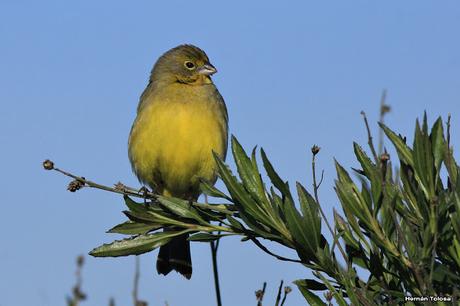 Gorchs (4 de octubre de 2015)