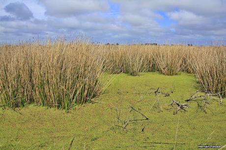 Gorchs (4 de octubre de 2015)