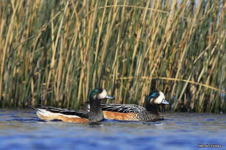 Gorchs (4 de octubre de 2015)