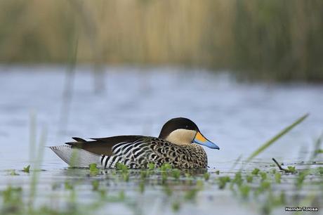 Gorchs (4 de octubre de 2015)