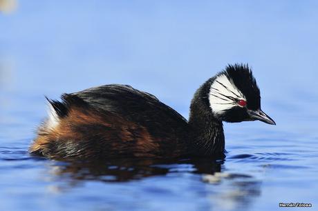 Gorchs (4 de octubre de 2015)