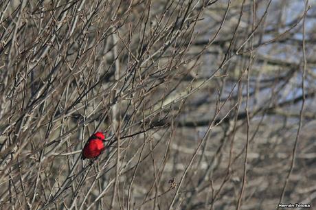 Gorchs (4 de octubre de 2015)