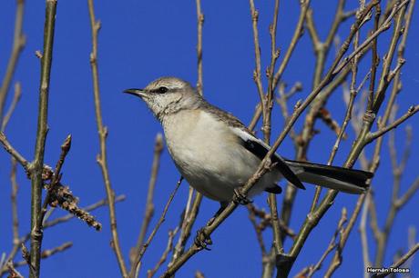 Gorchs (4 de octubre de 2015)