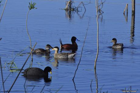 Gorchs (4 de octubre de 2015)