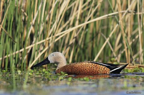 Gorchs (4 de octubre de 2015)