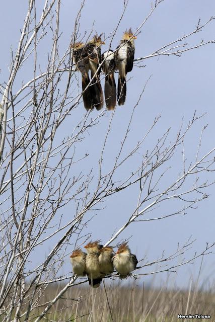 Gorchs (4 de octubre de 2015)