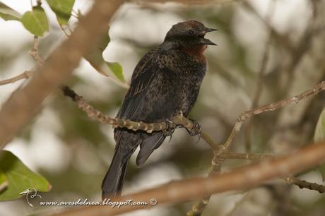 Varillero congo (Chestnut-capped Blackbird) Agelaius ruficapillus