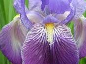 Iris (Louise Glück)