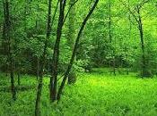Bosque (Rabindranath Tagore)
