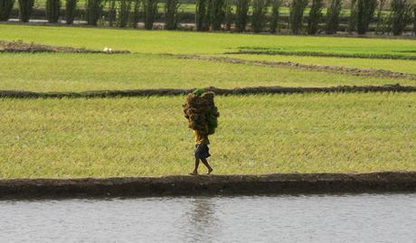 Cómo quitar arsénico al arroz larger_arroz