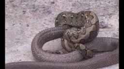 Image result for pelea de serpientes fotos