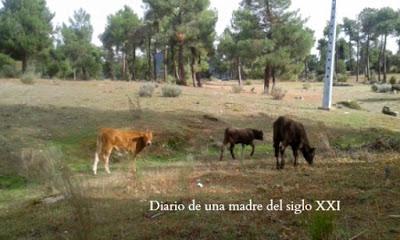 Miércoles Mudo: En los pastos