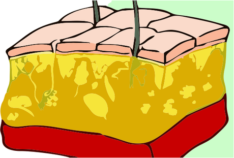 Nuestra primera defensa: La piel 2do grado