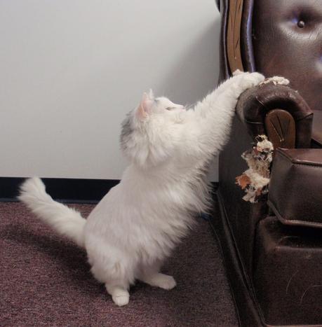 El problema de los arañazos en los muebles se puede evitar