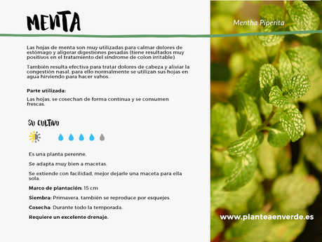 menta medicinal cultivo