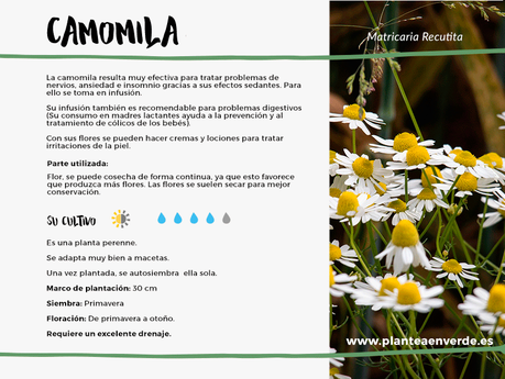 camomila medicinal cultivo