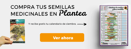 semillas medicinales