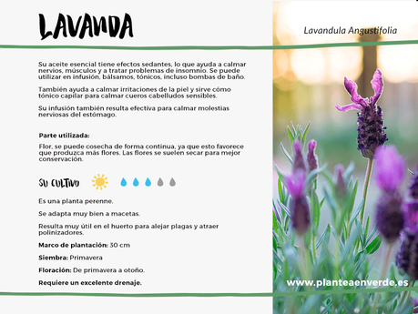 lavanda medicinal cultivo
