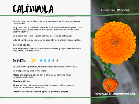 caléndula medicinal cultivo