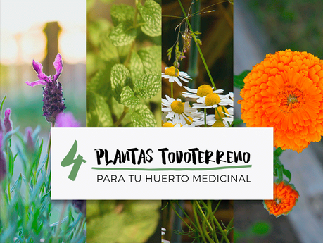 PLANTAS MEDICINALES