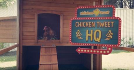 chickentweet-tiempodepublicidad2