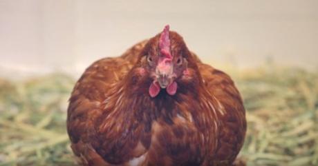 chickentweet-tiempodepublicidad1