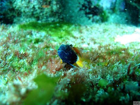 Entrevistas científicas. Ignacio Gestoso Biólogo Marino