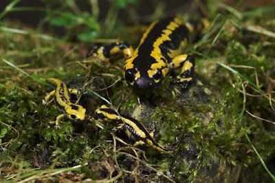 Documental sobre las Salamandras de Oviedo