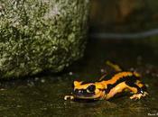 Documental sobre Salamandras Oviedo