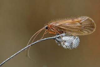 Para ampliar Anabolia nervosa (Stephens 1837) hacer clic