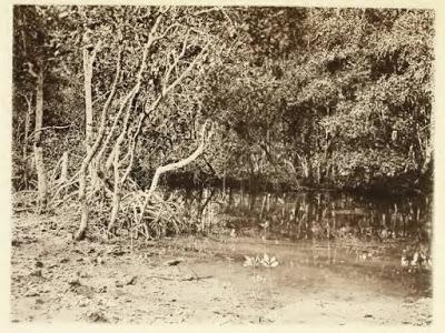 El huevo de Iguanodon (Robert Duncan Milne) (III)