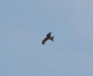 Milano real en Moniello