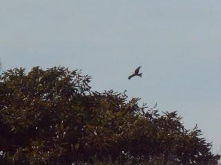 Milano real en Moniello