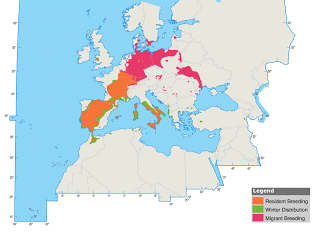 Milano real en Moniello
