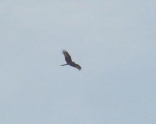 Milano real en Moniello