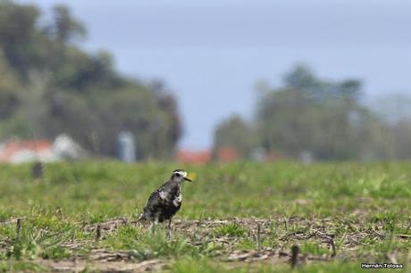 Recién llegados de la tundra ártica