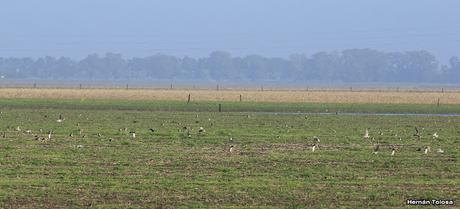 Recién llegados de la tundra ártica