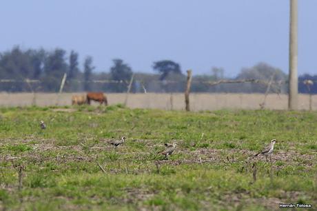 Recién llegados de la tundra ártica