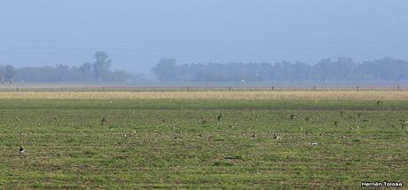Recién llegados de la tundra ártica