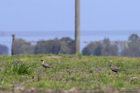 Recién llegados de la tundra ártica