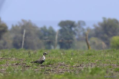 Recién llegados de la tundra ártica