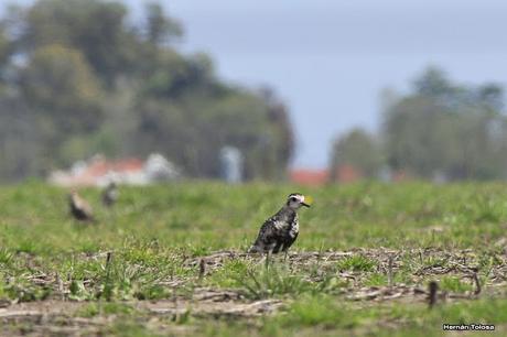 Recién llegados de la tundra ártica