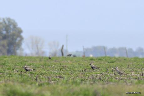 Recién llegados de la tundra ártica